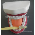 Novo Modelo de Modelo de Cuidados Odontais Médicos, modelo de cuidado dental pequeno modelo de ensino dental